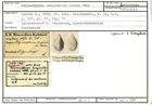 Karteikarte zum Lectotyp von Polymorphina longicollis Karrer, 1870